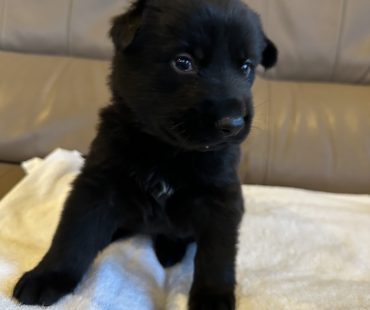 ジャーマンシェパード子犬①